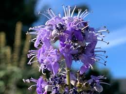 Image result for Vitex schliebenii