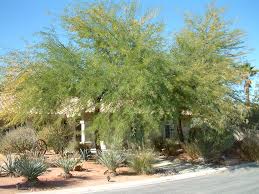 Image result for Prosopis glandulosa