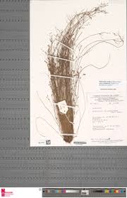 Image result for Bulbostylis pusilla