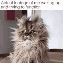 Wake Up Funny Gifs Tenor