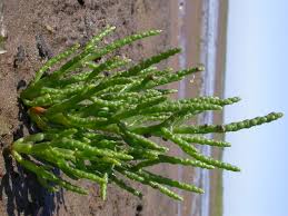 Image result for Sarcocornia perennis