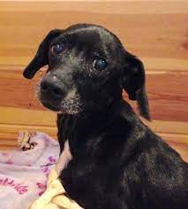 Adopt Poppie Adopted On Petfinder Dachshund Adoption Pet Adoption Cat Adoption