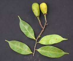 Image result for Maranthes