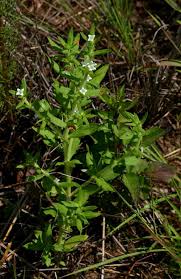 Image result for Spermacoce senensis