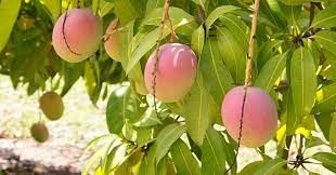 However, this tends to promote foliage growth. Growing Tropical Fruit In Sydney Our 5 Top Tips Flower Power