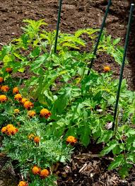 You can plan to start ahead of time and sprout them in a germination tray indoors. 5 Reasons To Plant Marigolds With Your Tomato Plants Tomato Bible