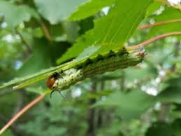 Moth i found on my window screen last night, google images identifies it as a rosy maple moth. Green Striped Mapleworm In Northern Wisconsin