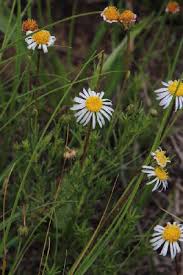 Image result for Felicia muricata