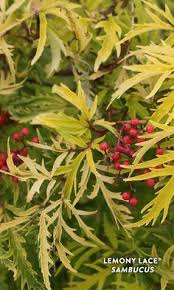 Plastic purple red pink dendrobium artificial orchid flowers plants with stick and pots for and whether plants with red flowers is europe, american style, or pastoral. 20 Shrubs For Berries Ideas Shrubs Berries White Plants