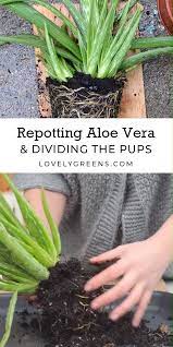 Repotting Aloe Vera Pups Dividing Aloe Vera Babies From The Parent Plant Lovely Greens Plants Aloe Vera Plant Mother Plant
