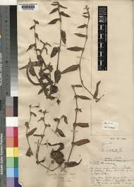 Image result for Cyanotis foecunda