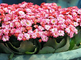 Image result for Kalanchoe calandiva