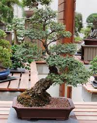 'seiju' is a dwarf cultivar which is mainly employed for rock gardens and bonsai. Seiju Elm Jade Bonsai Elm Bonsai Bonsai