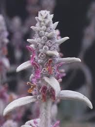 Image result for Stachys aculeolata