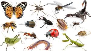 A dream can be explained as a succession of sensations, emotions, ideas, and images that occur a black dog in our dreams can usually be used a symbol of betrayal and disloyalty as well. What Does Insects Dreams Mean Dream Meaning Youtube
