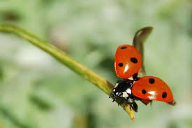 What Do Ladybugs Eat All About Ladybugs Ladybug Animals Reptiles Pet