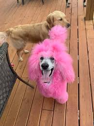 Opawz Pet Color Shampoo Pets Color Shampoo Pink Dog