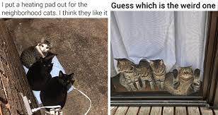 Nothing like some good old fashion funny cat memes to ease outta the blah zone. I Can Has Cheezburger Caturday Funny Animals Online Cheezburger