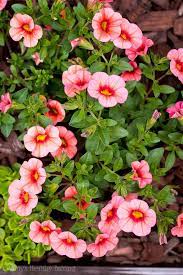 See san diego municipal code chapter 11, article 3, section 113.0246 for additional information on determining property lines. Good Plants For Planter Boxes In San Diego Amy S Healthy Baking