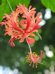 Hibiscus Schizopetalus Wikipedia The Free Encyclopedia Hibiscus Schizopetalus Hibiscus Plant Hibiscus Flowers