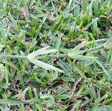 Florida lawns are most commonly established by sodding. St Augustinegrass Yearly Maintenance Program Home Garden Information Center
