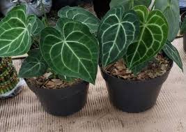 Untuk menanam bunga teratai sebagai tanaman depan rumah menurut feng shui, kamu perlu menyiapkan kolam atau sebuah pot besar berisi air. 8 Tanaman Pembawa Hoki Menurut Fengshui Dan Primbon Jawa Ada Kuping Gajah Dan Bunga Mawar Portal Jember