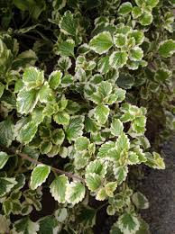 Image result for foto moud Forsterův