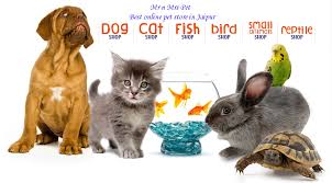 Mr N Mrs Pet Is One Of The Best Online Pet Store Where You Can Deal With Best Products Dog Cat Fish Birds Food And Acce Online Pet Store Pets Online
