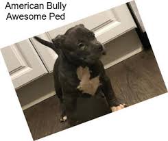 We did not find results for: Companion Dogs American Bully For Sale In Georgia Agriseek Com