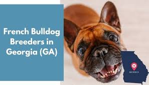 There are a lot of costs involved in breeding and taking care of french bulldogs and their litters. 17 French Bulldog Breeders In Georgia Ga French Bulldog Puppies For Sale Animalfate