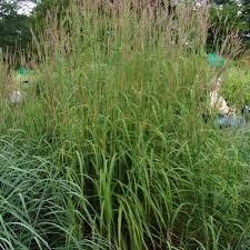 Image result for Andropogon lima