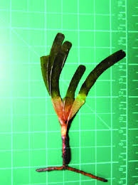 Image result for Thalassia hemprichii