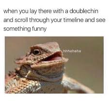 Hehehe Funny Lol Laughing Animals Lizard Squad Lizard Meme