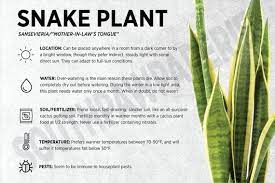 Snake Plant Care Card Printable Google Search Snake Plant Plant Care Houseplant Plant Care