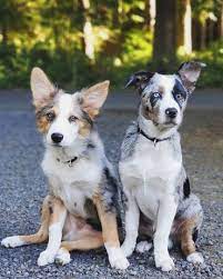 These dogs might have an excellent working character. Is The Australian Shepherd Blue Heeler Mix Right For You K9 Web
