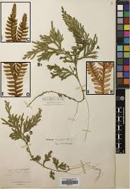 Image result for Selaginellaceae