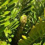 Image result for Blechnum tabulare