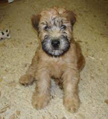 The order is sent only after confirmation of payment. Breeder Information Greater Denver Soft Coated Wheaten Terrier Club