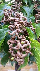 The trunk often grows straight up the center of the tree without training. Pin On Plants Garden