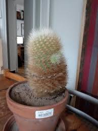 Cela permet de savoir si le substrat est assez drainant. Mon Cactus Pourrit Par La Base