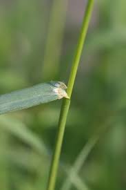 Image result for Panicum eickii