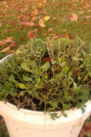 Place your mums in a sunny area in your home. How To Save Mums Simple Secrets To Overwinter Your Hardy Mums