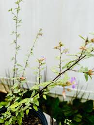 Image result for Fadogia tomentosa
