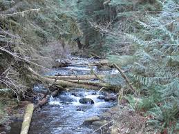 Camping near mt hood oregon. Camp Creek Campground Mount Hood Oregon