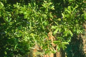 Image result for Pappea capensis