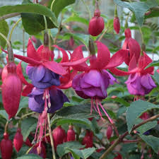 Check spelling or type a new query. Fuchsia Army Nurse Fuchsia Army Nurse Uploaded By Denise16
