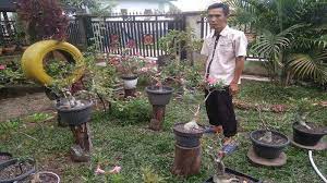 Explore tweets of jual tanaman hias murah @txtanamanrh on twitter. Sarjana Biologi Unsri Jual Bibit Tanaman Hias Murah Meriah Adenium Bonggol Jumbo Hanya Rp 100 Ribu Tribun Sumsel