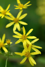 Image result for Senecio cryphiactis