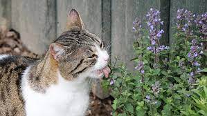How to design a special garden for your cat - Catit