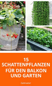 Kündigung des mietvertrages und übernahme der kosten des rechtsstreits. 15 Schattenpflanzen Fur Balkon Und Garten Schattenspendende Pflanzen Schattenpflanzen Pflanzen Schatten